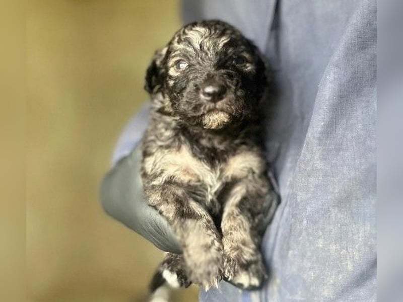 Zauberhafter Welpe 24 B