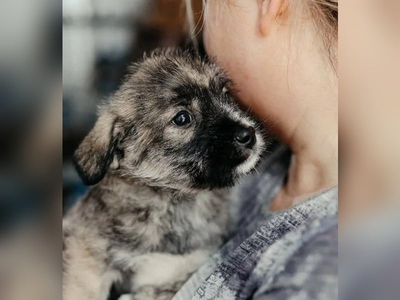 OREA - zuckersüßes Welpenmädchen sucht ihre Familie