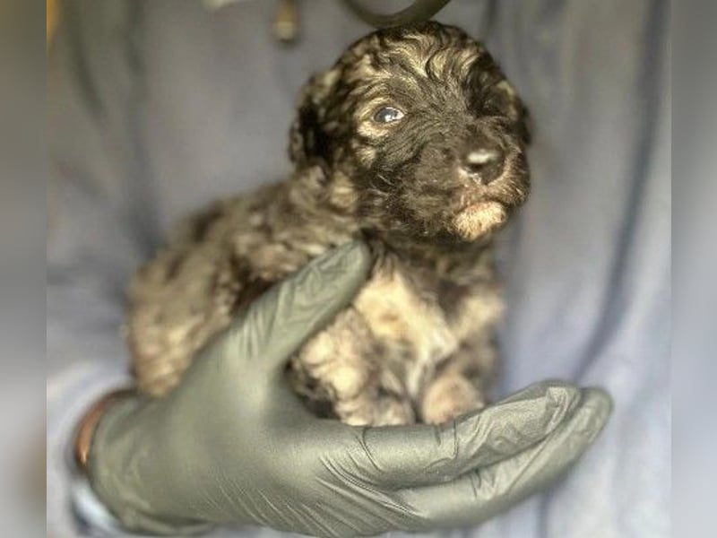 Zauberhafter Welpe 24 B