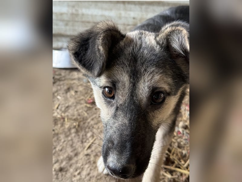 LIZZY - zauberhaftes, liebes Hundemädchen sucht ihre Familie