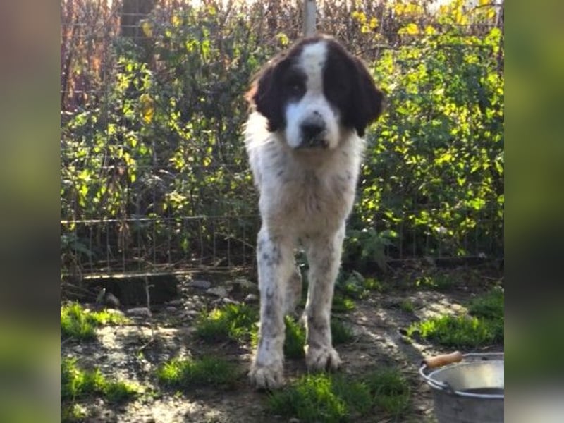 ARNO - freundlicher Rüde sucht seine Familie