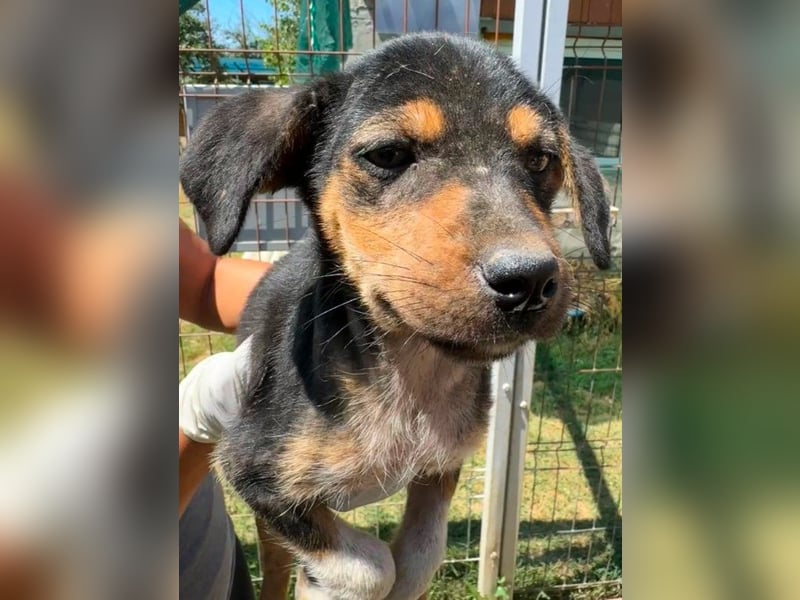 BISOU - zauberhaftes Welpenmädchen sucht ihre Familie