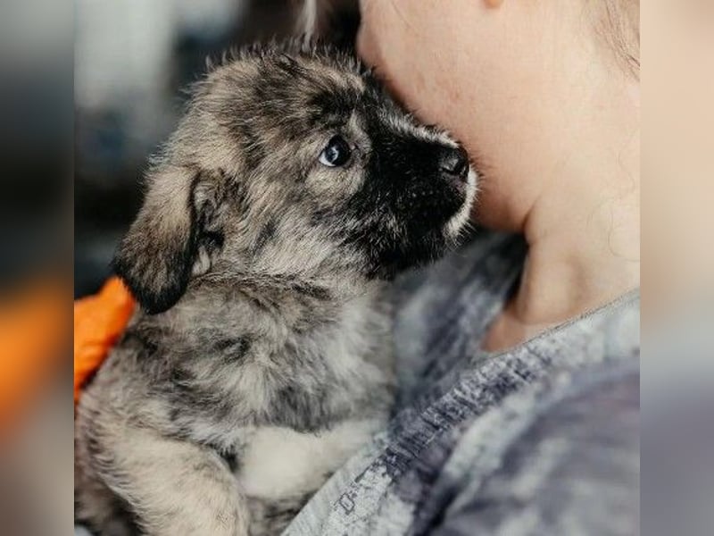 OREA - zuckersüßes Welpenmädchen sucht ihre Familie