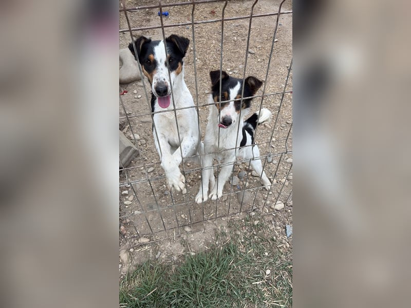 LADY - aufgeweckte Hündin sucht einfühlsames Zuhause