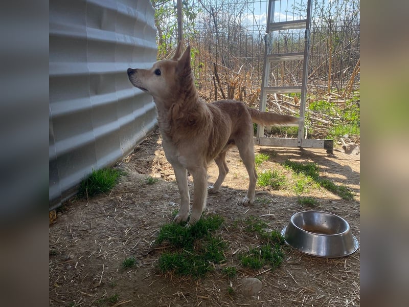 menschenbezogener CARAMEL sucht sein Zuhause