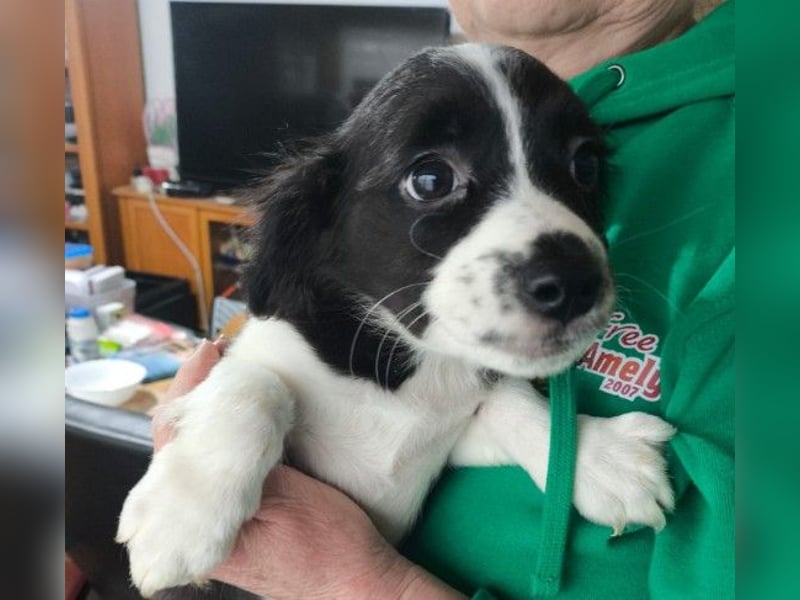 Zauberhafter Welpe Rumi