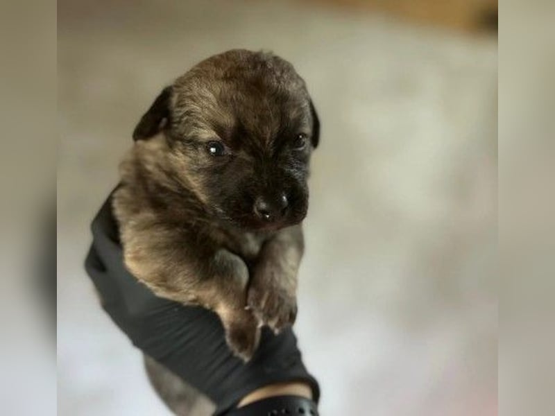 Zauberhafter Welpe Brösel