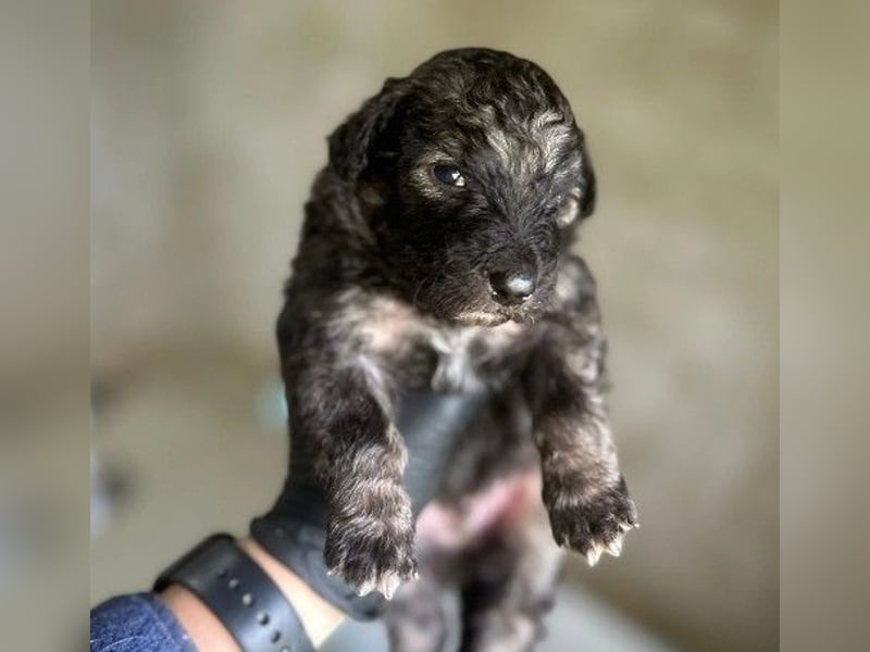 Zauberhafter Welpe 24 B