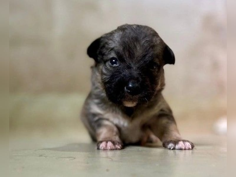 Welpenmädchen Binah