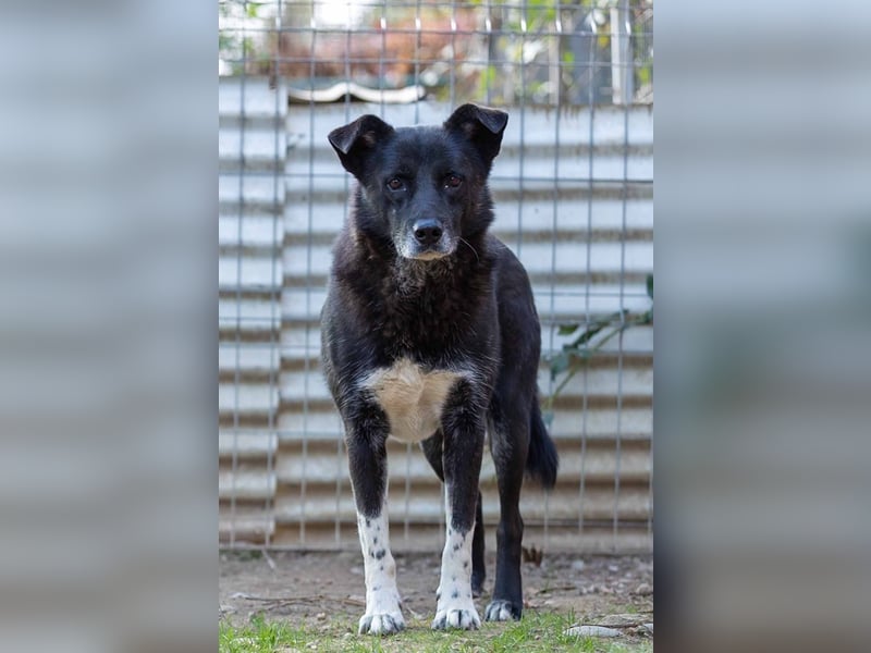 CORAJ - schüchterner Senior sucht Vertrauen und Zuwendung