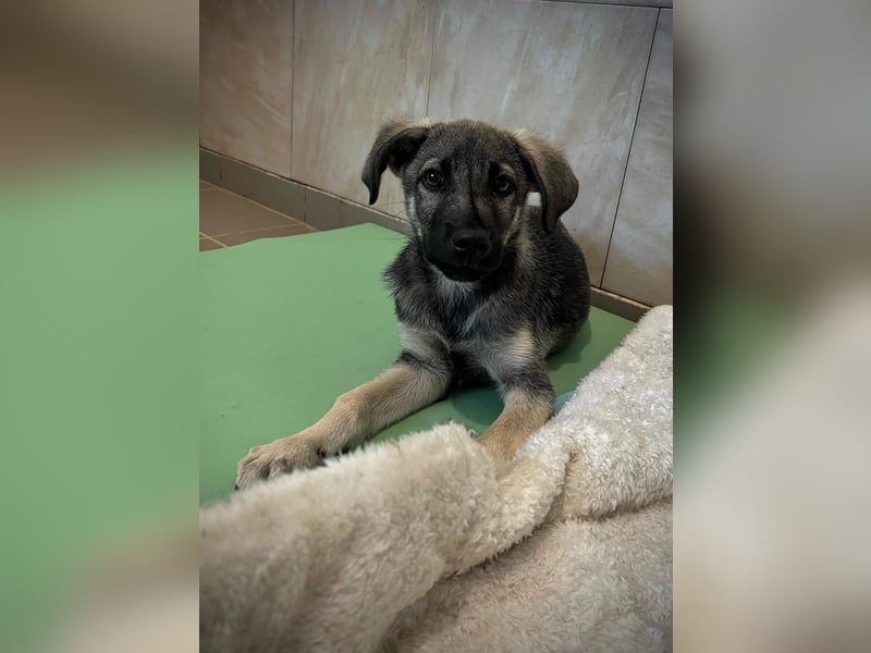 GLENNIE - aufgeweckter, liebenswerter Junghund sucht seine Familie