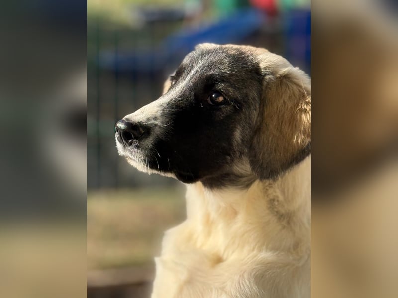 Verspielter Hundejunge COSIMO
