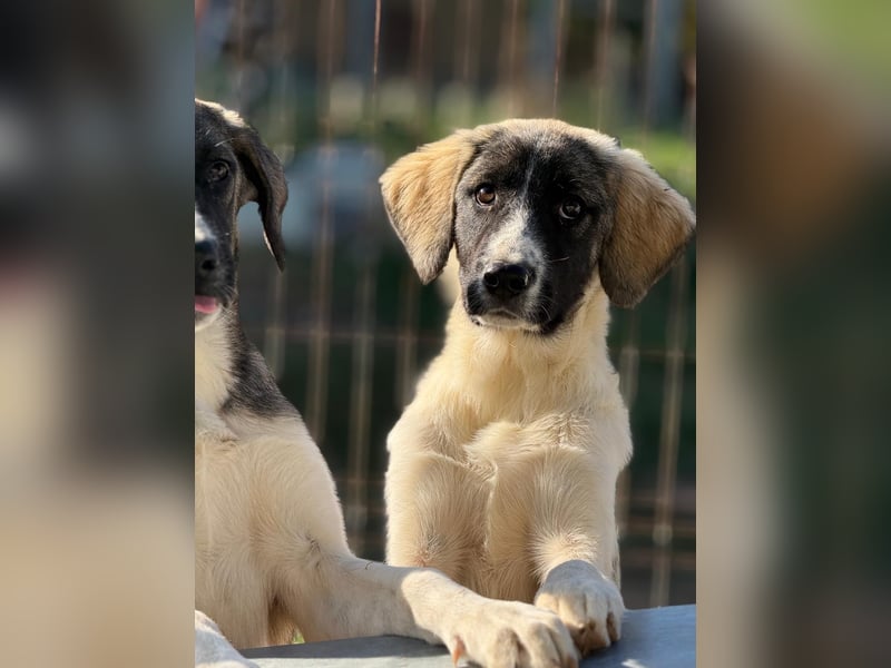 Verspielter Hundejunge COSIMO