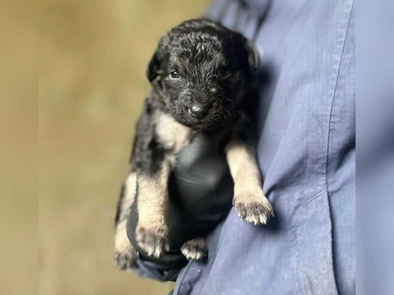 Süßes, liebes Welpenmädchen 23 B