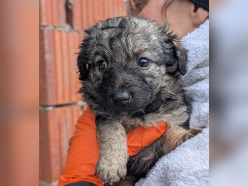 Zauberhafter Welpe Brösel