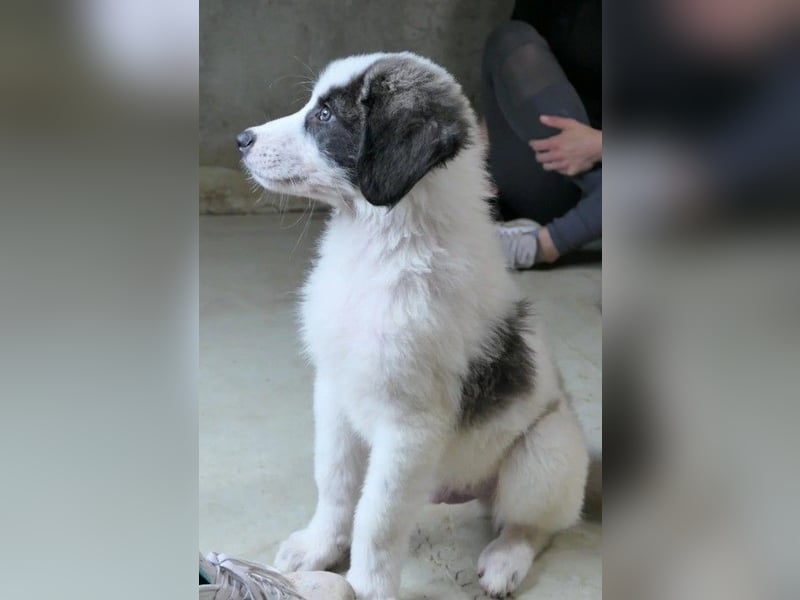 Aidan - Plüschbär sucht Herdi-Fans