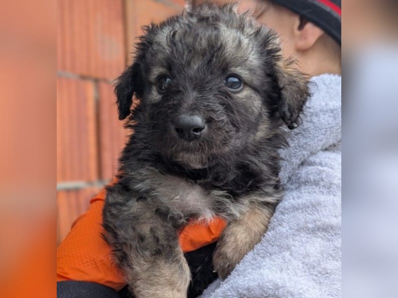 Zauberhafter Welpe 24 B