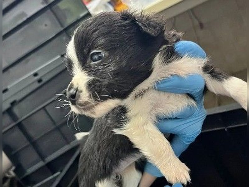 Zauberhafter Welpe Rumi