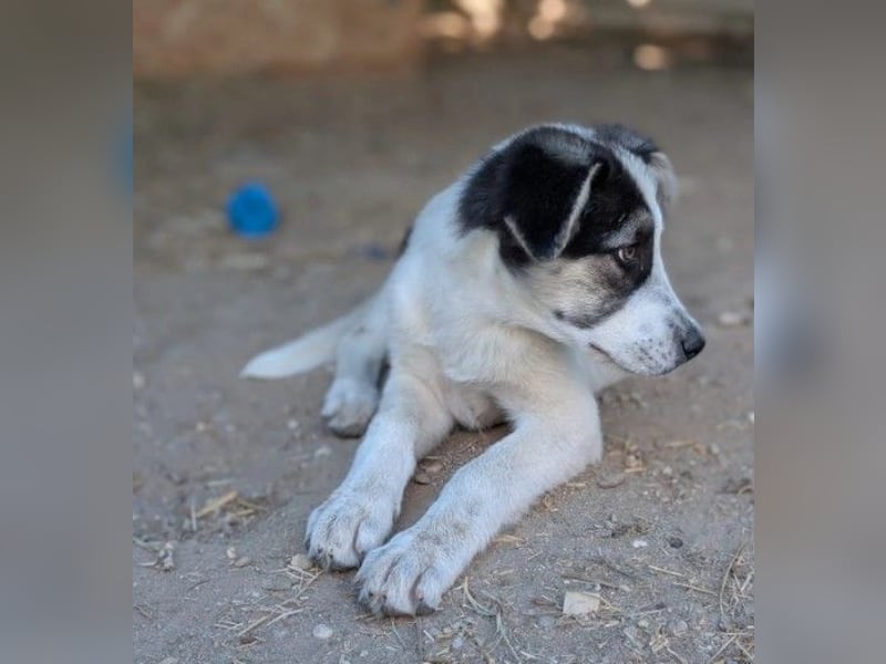 PEARL - zauberhaftes Welpenmädchen sucht ihr Zuhause