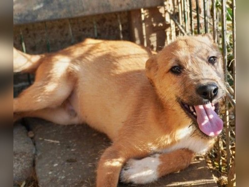 FYNN - bezaubernder Welpenjunge sucht seine Menschen