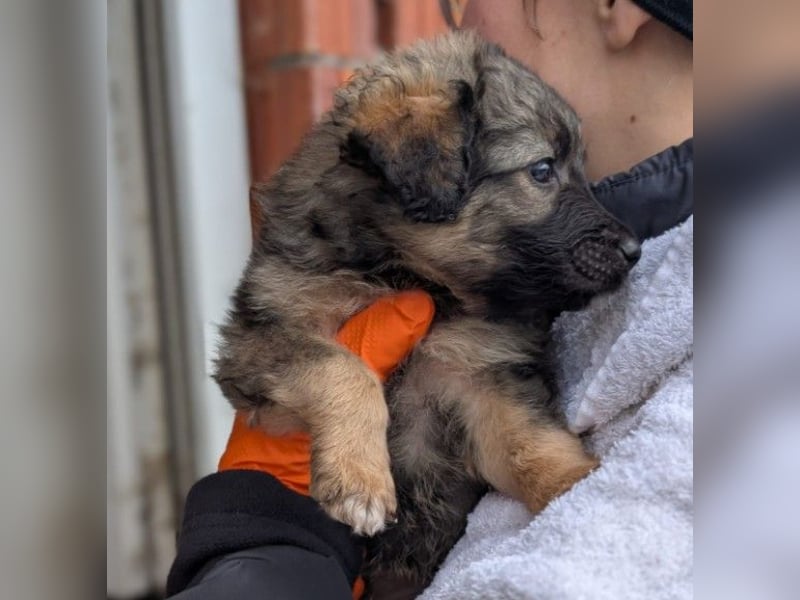 Süßer, lieber Welpe Bommel sucht seine Familie