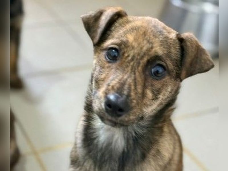 WANDA - zauberhaftes Welpenmädchen sucht ihre Familie