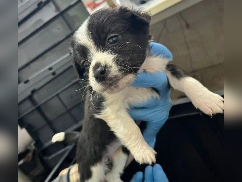 Zauberhafter Welpe Rumi