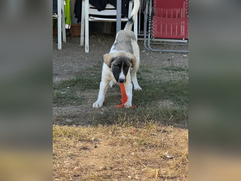 Verspielter Hundejunge COSIMO