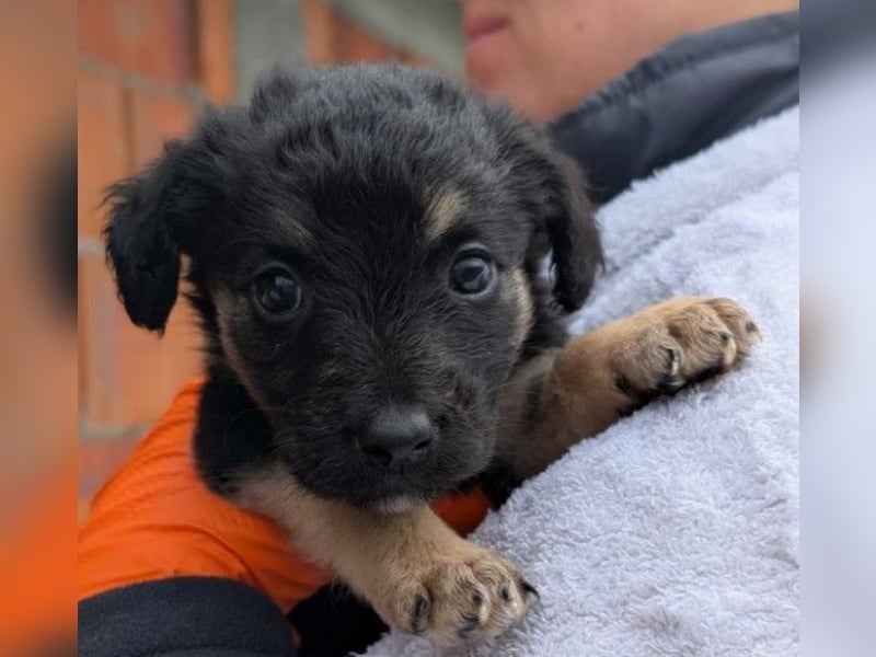 Süßes, liebes Welpenmädchen 23 B