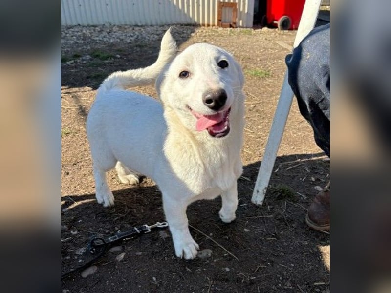 SIRIUS - zauberhafter Welpenjunge sucht seine Menschen