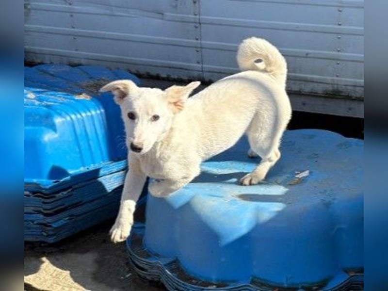 SIRIUS - zauberhafter Welpenjunge sucht seine Menschen