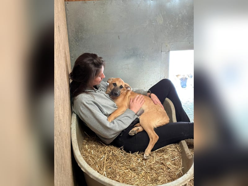 Gustav süßer Welpenjunge wartet auf seine Herzensmenschen