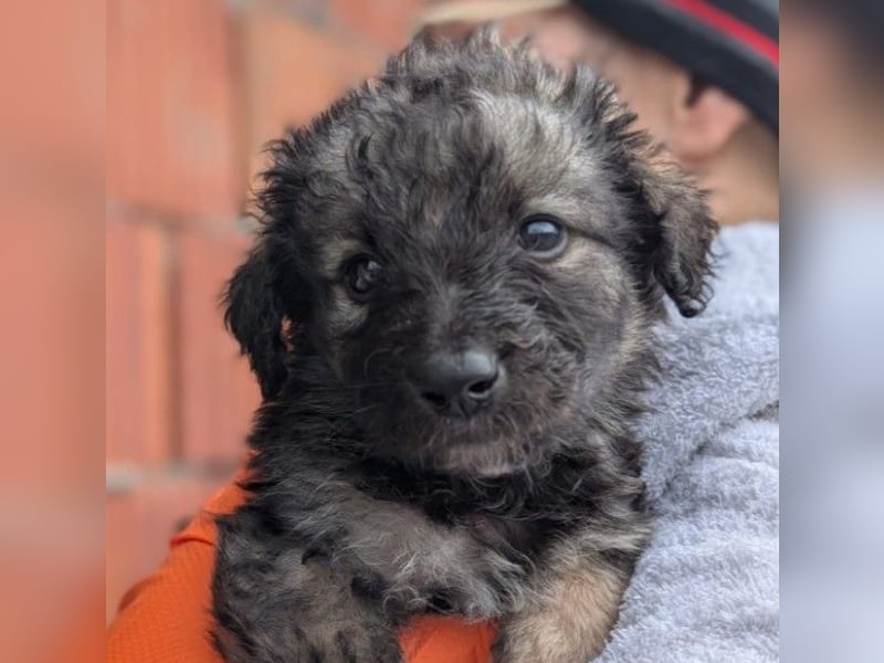 Zauberhafter Welpe 24 B