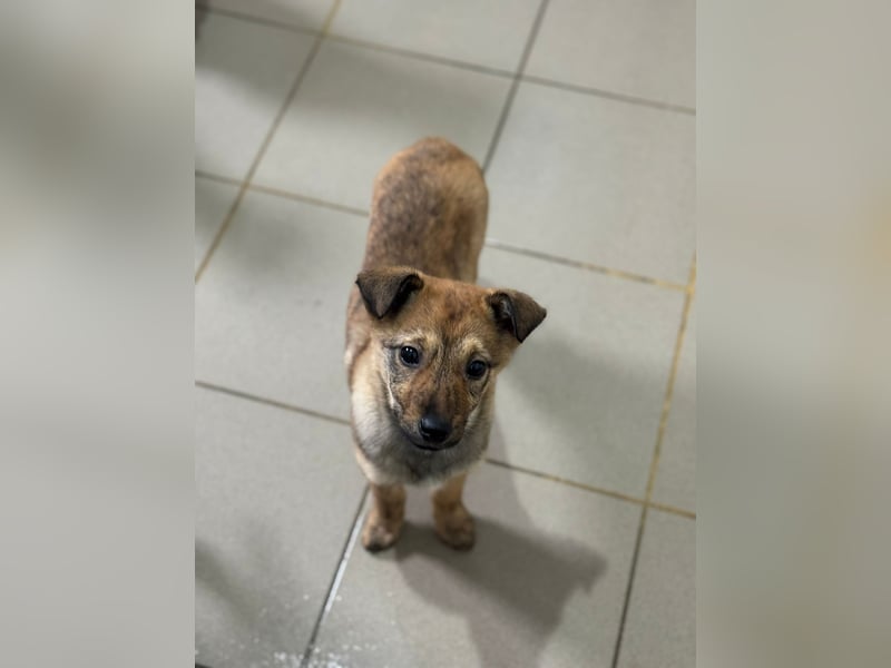 WYNIA - zurückhaltendes, süßes Welpenmädchen