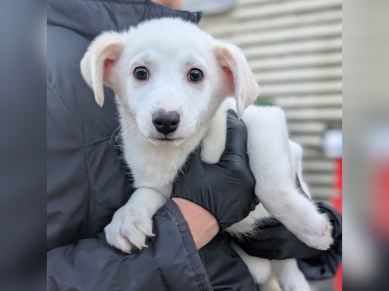 SIRIUS - zauberhafter Welpenjunge sucht seine Menschen