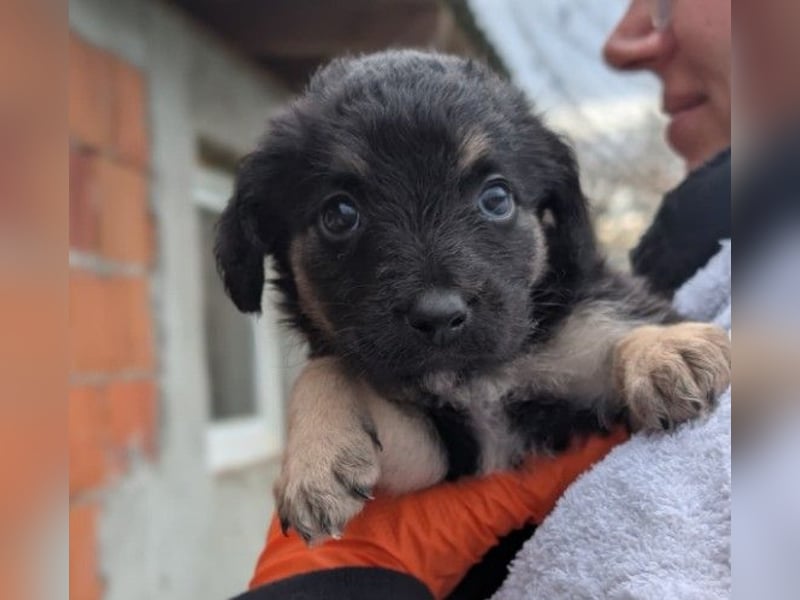 Süßes, liebes Welpenmädchen 23 B