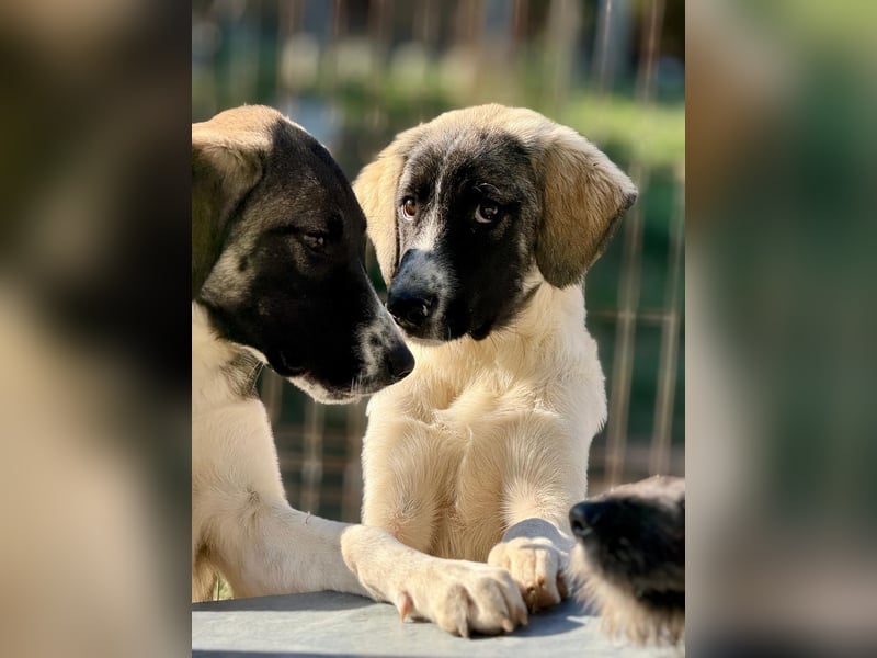 Verspielter Hundejunge COSIMO