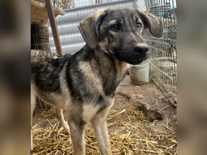 GLENNIE - aufgeweckter, liebenswerter Junghund sucht seine Familie