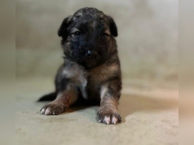 Süßer, lieber Welpe Bommel sucht seine Familie