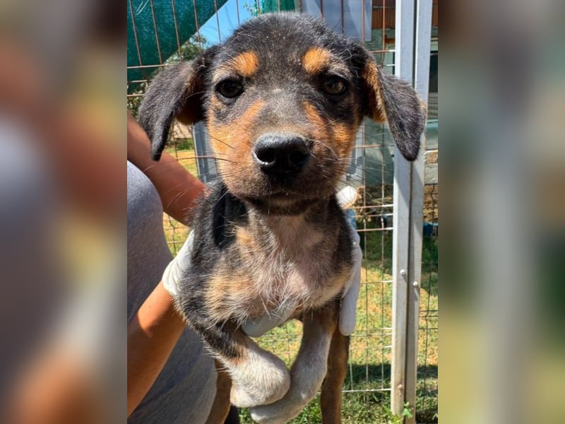 BISOU - zauberhaftes Welpenmädchen sucht ihre Familie
