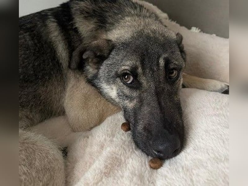 GLENNIE - aufgeweckter, liebenswerter Junghund sucht seine Familie