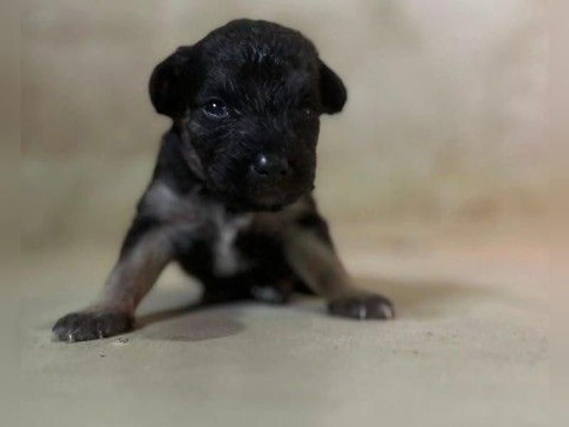 Süßes, liebes Welpenmädchen 23 B