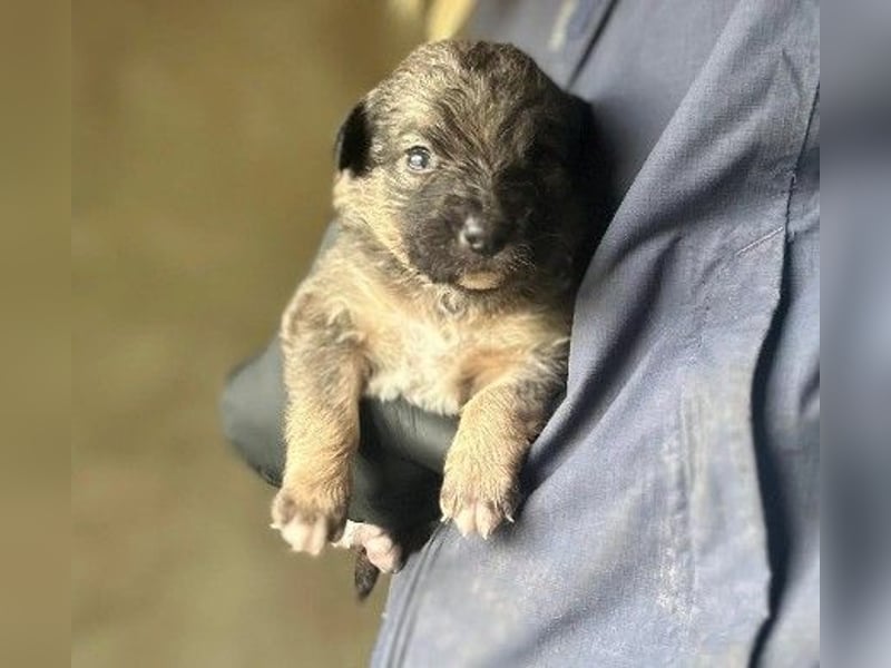 Welpenmädchen Binah