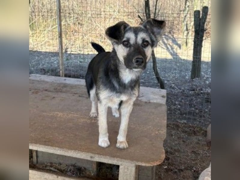 LIZZY - zauberhaftes, liebes Hundemädchen sucht ihre Familie