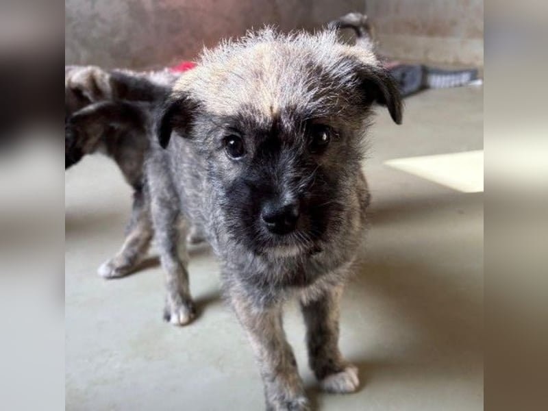 OREA - zuckersüßes Welpenmädchen sucht ihre Familie