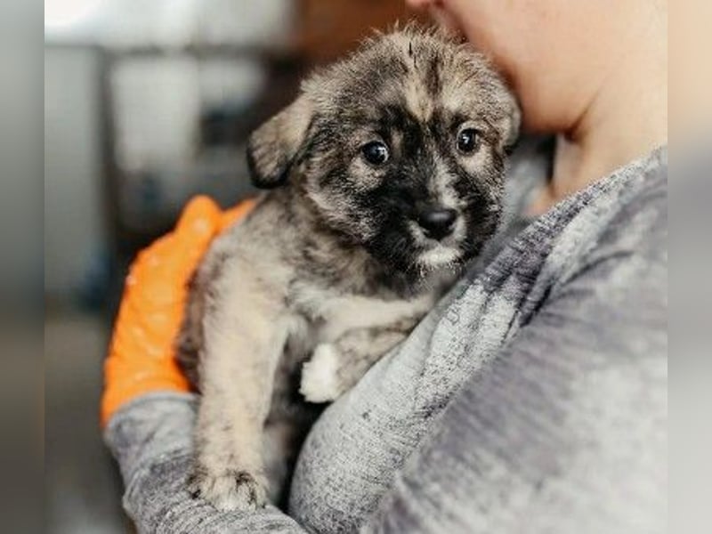 OREA - zuckersüßes Welpenmädchen sucht ihre Familie