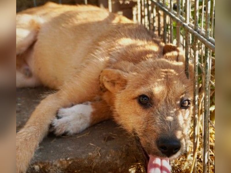 FYNN - bezaubernder Welpenjunge sucht seine Menschen
