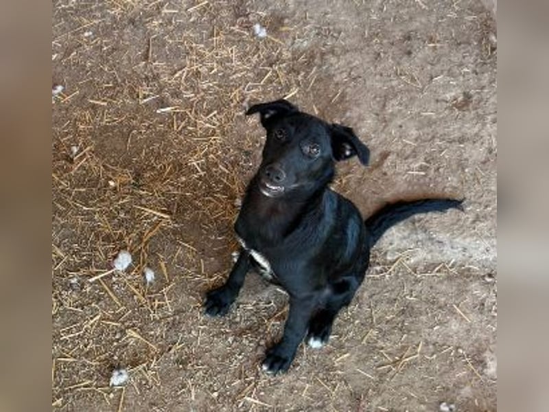 RIO - zuckersüßer Junghund sucht seine Familie