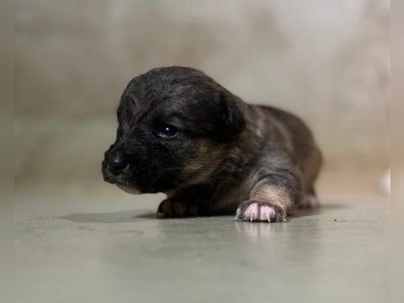 Welpenmädchen Binah