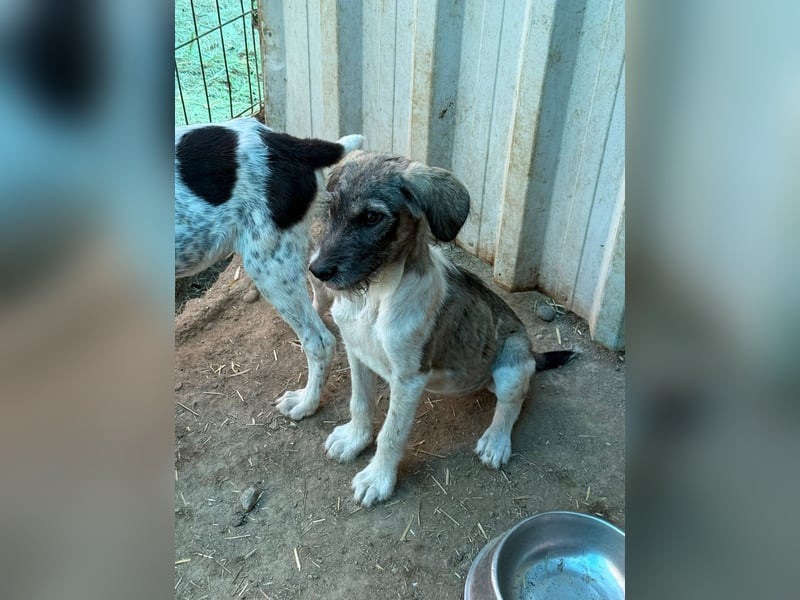 Verspielte CLEMENTINE